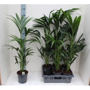 HOWEA FORSTERIANA