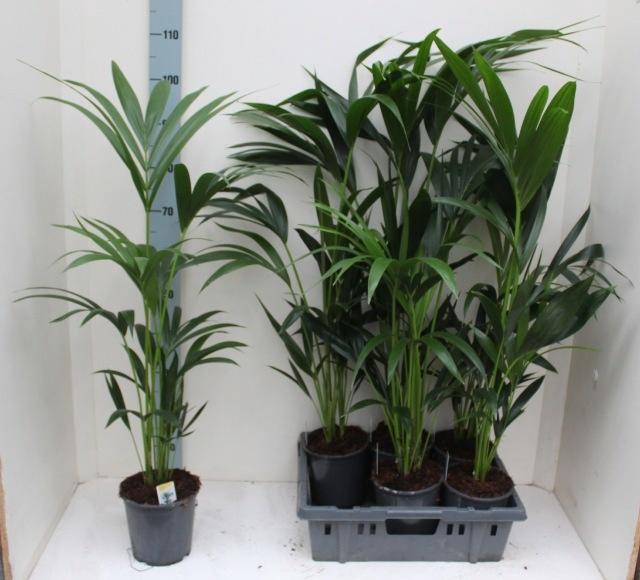 <h4>HOWEA FORSTERIANA</h4>