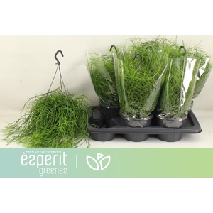 RHIPSALIS BA OASIS