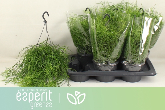 <h4>RHIPSALIS BA OASIS</h4>
