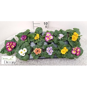 PRIM AC PARADISO GEM