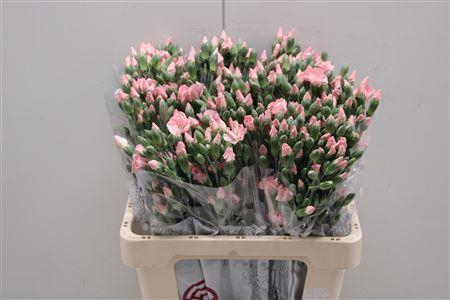 <h4>Di Solomio Cas</h4>