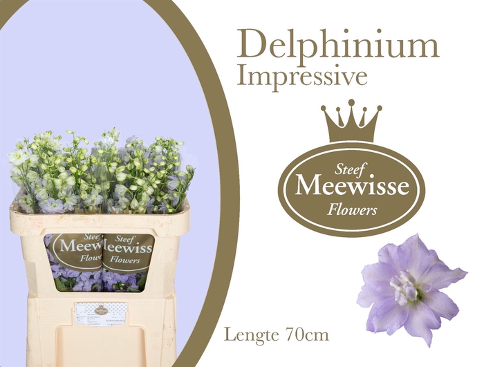<h4>Delphinium Impressive Milka</h4>