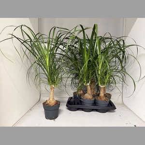 BEAUCARNEA RECUR