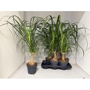 Nolina Recurvata (Beaucarnea) 17Ø 70cm