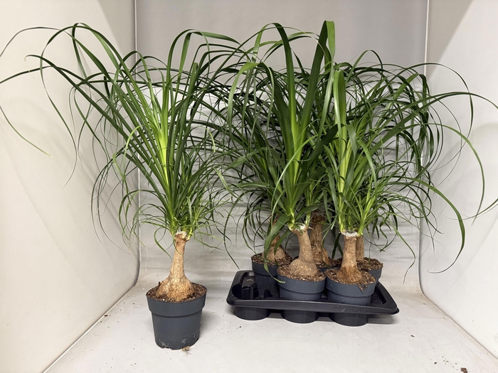 Nolina Recurvata (Beaucarnea) 17Ø 70cm