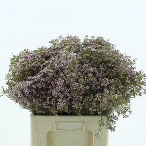 Chame Un Orchid