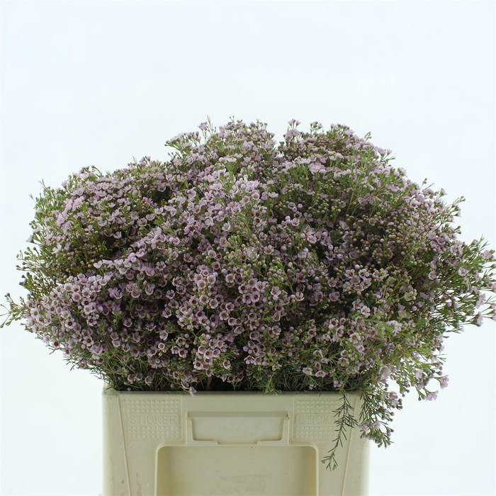 <h4>Chame Un Orchid</h4>