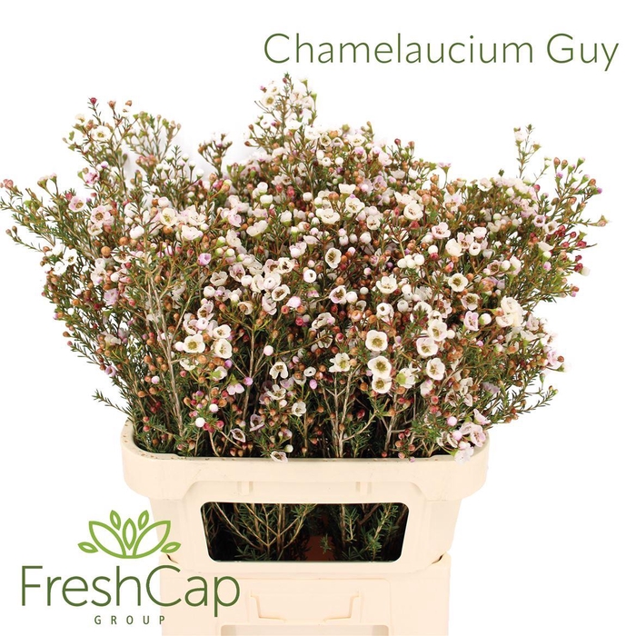 <h4>Chamelaucium Guy</h4>