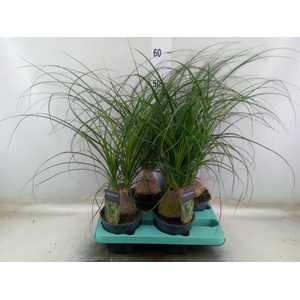Beaucarnea recurvata