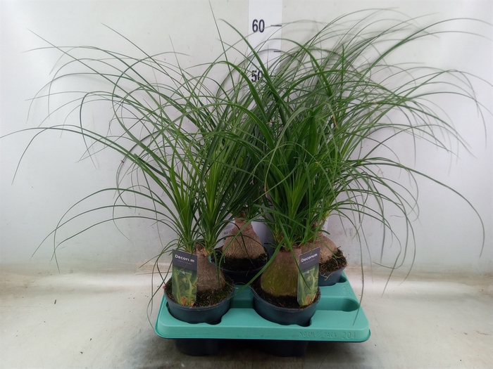 <h4>Beaucarnea recurvata</h4>