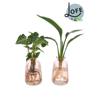 LOFE | Intenz mix in Koa glas | mix - levertijd: 24 uur