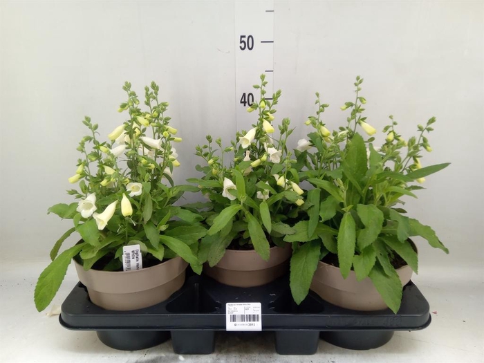 <h4>Digitalis purp. 'Hanabee White'</h4>