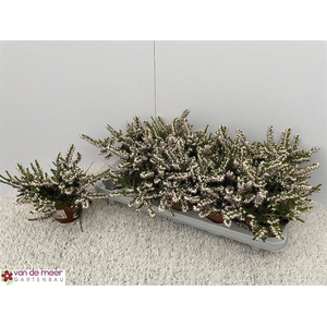 Erica Darleyensis mix 12Ø 16cm