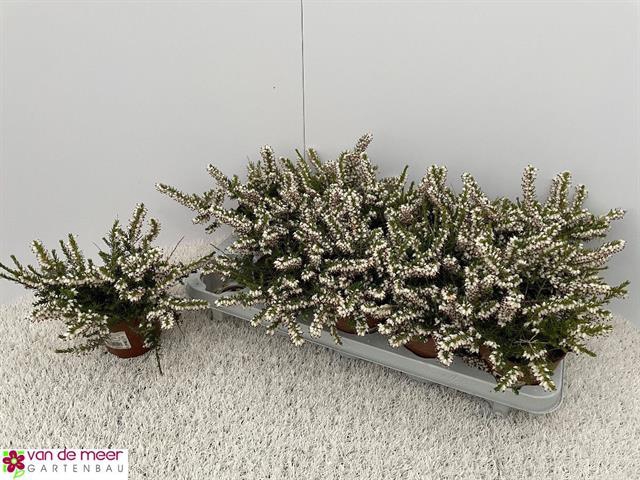 Erica Darleyensis mix 12Ø 16cm