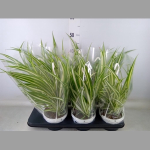 Chlorophytum com. 'Variegatum'