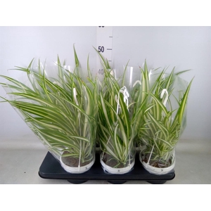 Chlorophytum com. 'Variegatum'