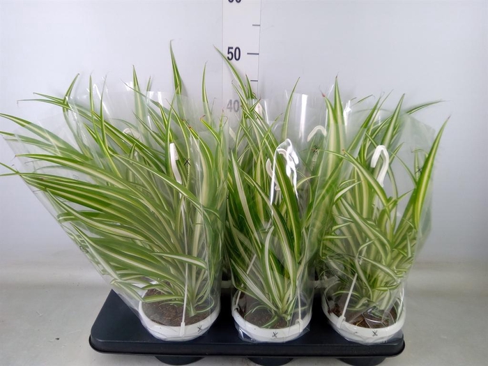 <h4>Chlorophytum com. 'Variegatum'</h4>