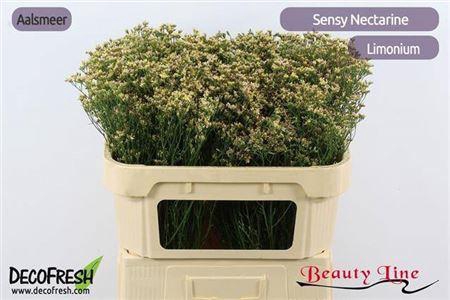 <h4>Lim Sin Sen Nectarin</h4>