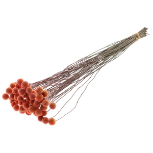 Craspedia Dried Frosted Salmon