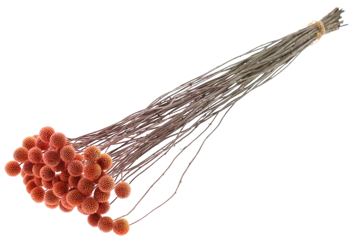 <h4>Craspedia Dried Frosted Salmon</h4>