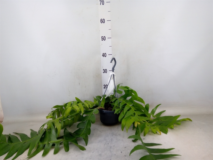 <h4>Epiphyllum   ...</h4>