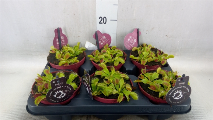 <h4>Dionaea muscipula</h4>