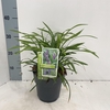 Liriope muscari Ingwersen