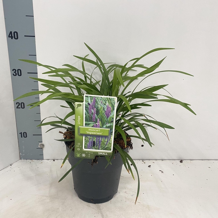 <h4>Liriope muscari Ingwersen</h4>