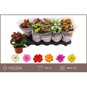 KALAN CALAN MIX LE BLOOM