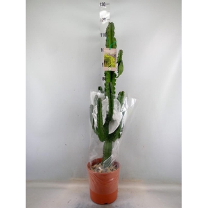 Euphorbia candelabrum
