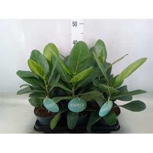 Ficus benghalensis 'Audrey'