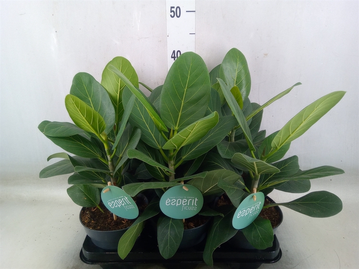 <h4>Ficus benghalensis 'Audrey'</h4>
