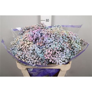 Gyps Rainbow Pastel Mixed In Stem