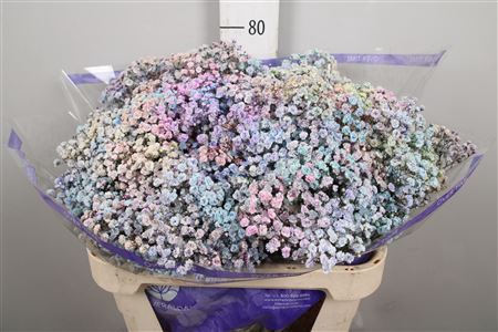 <h4>Gyps Rainbow Pastel Mixed In Stem (box)</h4>