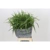 Panicum Fountain