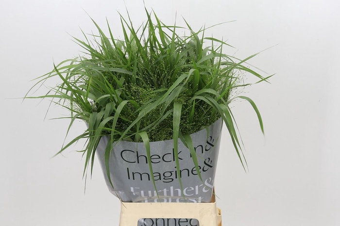 <h4>Panicum Fountain</h4>