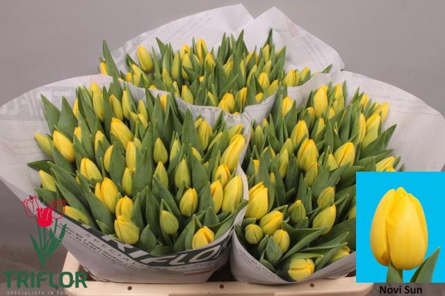 <h4>TU EN NOVI SUN</h4>