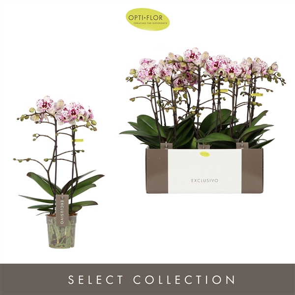 <h4>Exclusivo Athena 2 spike</h4>