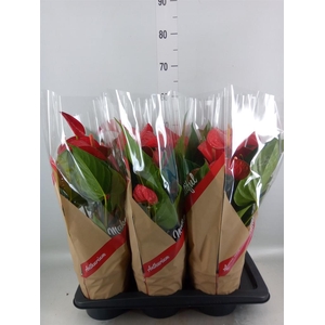 Anthurium andr. 'Red Bull'