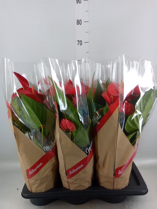 <h4>Anthurium andr. 'Red Bull'</h4>