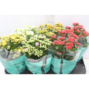 KALANCHOE DOBRADO P15