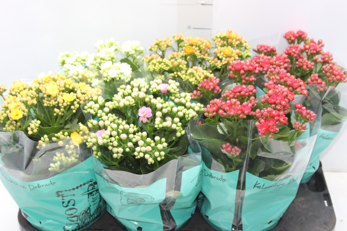 <h4>KALANCHOE DOBRADO P15</h4>