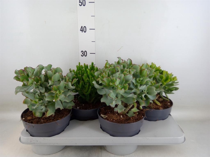 <h4>Crassula   ...mix</h4>