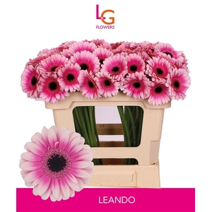 Germini Leando Water