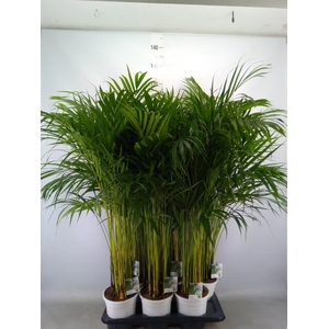 Dypsis lutescens   ...Chrysalidoca