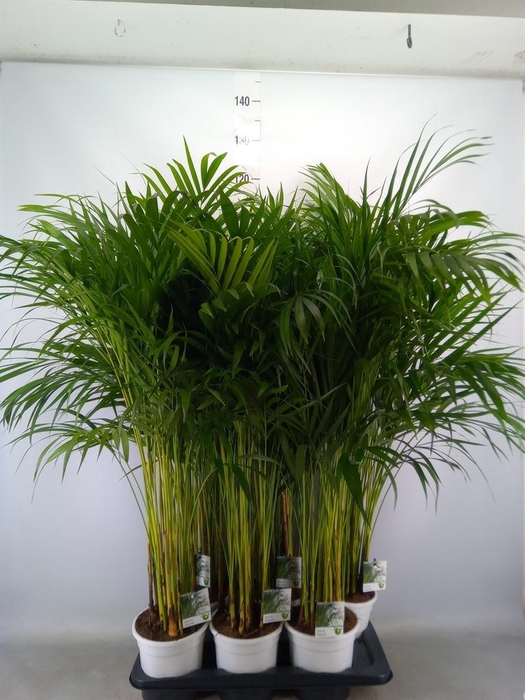 <h4>Dypsis lutescens   ...Chrysalidoca</h4>