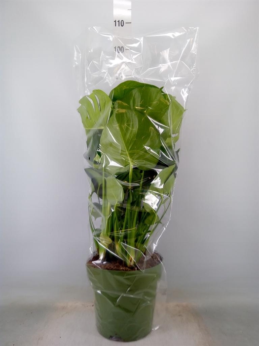 <h4>Monstera delic.</h4>