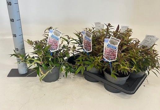 <h4>LEUCOT KE BURN LOVE</h4>