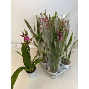 BRASSIA SUMMER DREAM